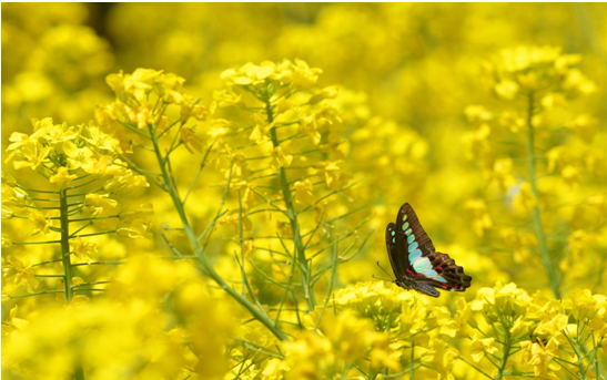 1523522996864708.png 3.png