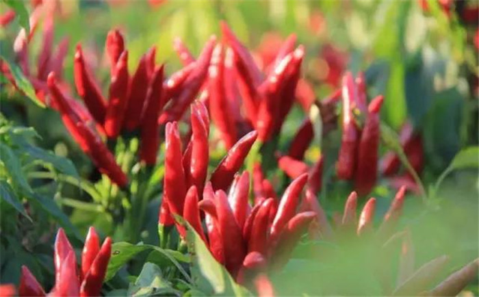 1542277684114774.jpg 2.jpg