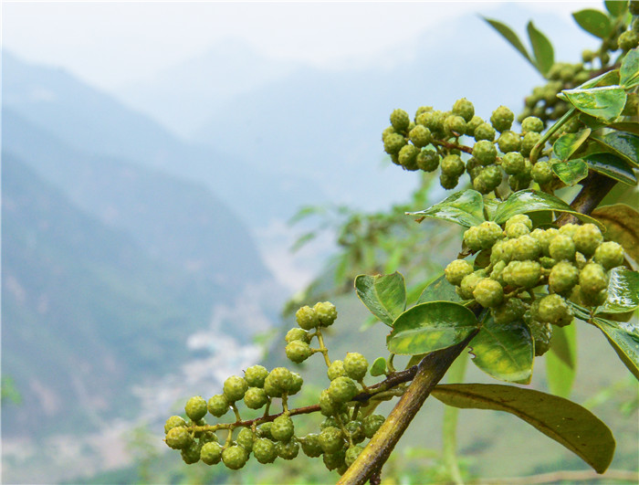 1542353884359951.jpg 花椒背景3.jpg