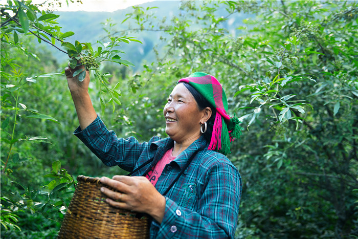 1542353948442422.jpg 花椒背景1.jpg