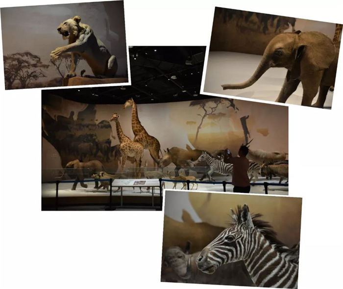 1557995662226837.jpg 12.jpg