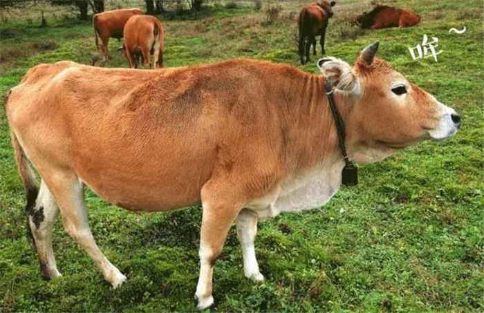 1562750855312231.jpg 2.jpg