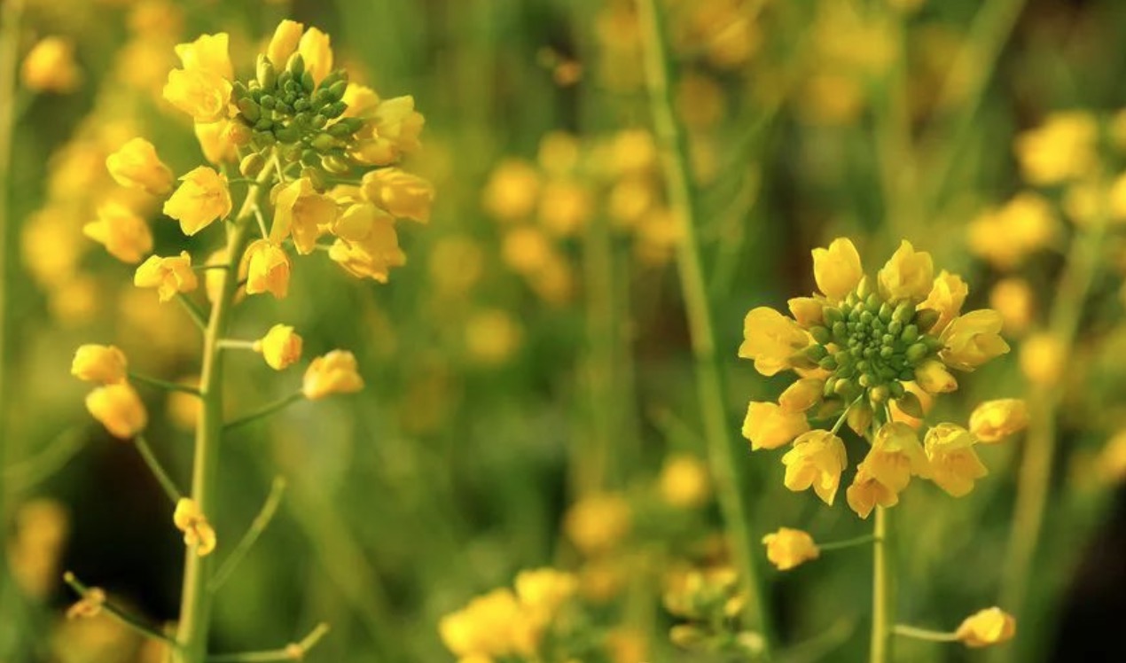 1589357146901159.png image.png